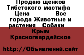 Продаю щенков Тибетского мастифа › Цена ­ 45 000 - Все города Животные и растения » Собаки   . Крым,Красногвардейское